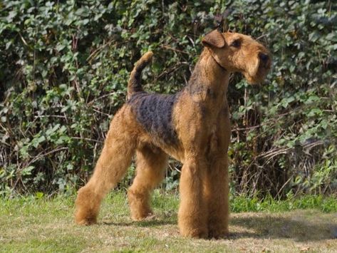 Airedale Terrier Wallpapers | HubPages Airedale Puppy, Airedale Terrier Puppies, Dog Infographic, Airedale Dogs, Most Beautiful Dogs, Welsh Terrier, Irish Terrier, Terrier Puppies, Terrier Puppy