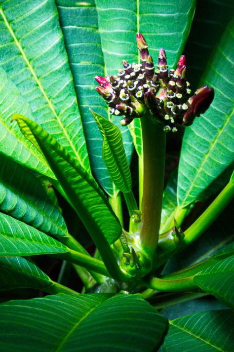 Plumeria Indoor, Indoor Plumeria, Plumeria Care, Plumeria Plant, Plumeria Tree, Avocado Plant, Bucket Gardening, Indoor Flowering Plants, Special Drinks