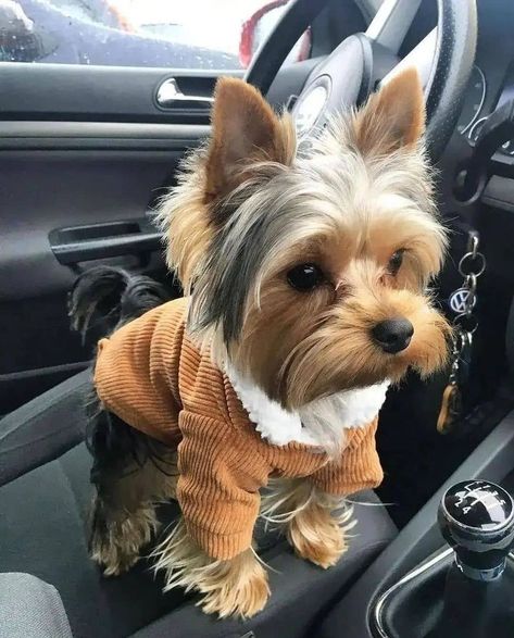 Yorkie Puppy Haircuts, Yorkie Cuts, Yorkie Haircuts, Biewer Yorkie, Teacup Yorkie Puppy, Cute Small Dogs, Very Cute Puppies, Yorkie Terrier, Yorkie Lovers