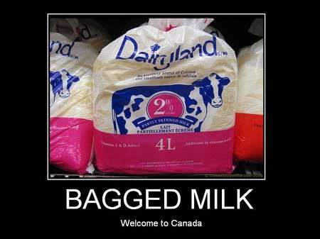 LOL... I had no idea this was a 'Canadian thing' until friends of ours from Long Island came to visit. We got rid of 1 gallon jugs around 1970... milk in a bag stays fresh a lot longer! (Each bag is one litre of course, lol) Guy Eyes, Milk In A Bag, Welcome To Canada, Drawing Leaves, Air Quotes, Meanwhile In Canada, Eyes Vintage, Canadian Things, White Guy