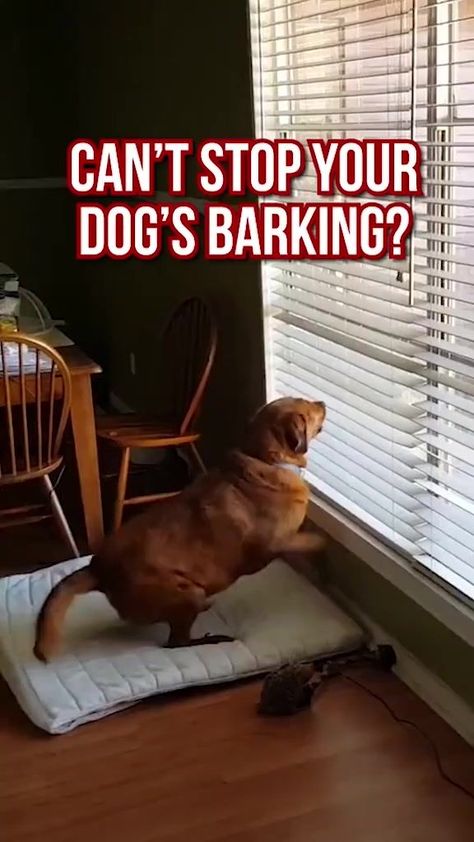 Stop Dog Barking, Dog Remedies, Dog Advice, Fun Animals, Animal Names, Animal Husbandry, Shock Collar, Dog Things, Animal Training