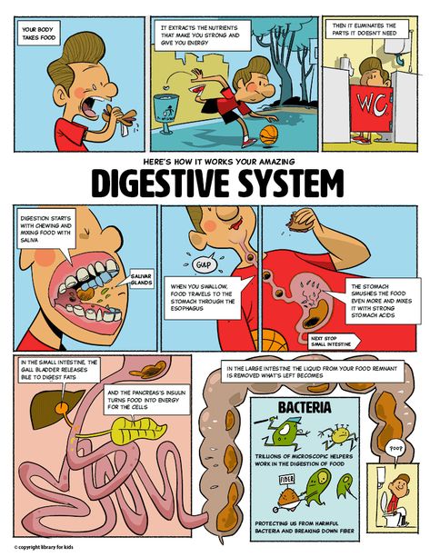 Digestive System Project, Digestive System Activities, Digestive System For Kids, Digestive System Diagram, Library For Kids, Body Systems Project, Digestion System, Science Comics, Excretory System