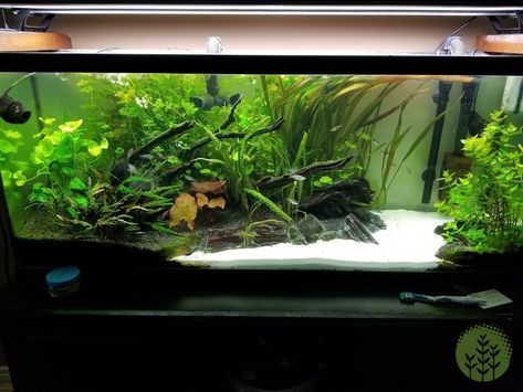 55 Gallon Tank, Fish Tank Ideas, Freshwater Aquarium Plants, Fish Tank Terrarium, Cool Fish Tanks, Fish Tank Design, Betta Tank, Betta Fish Tank, Cool Fish