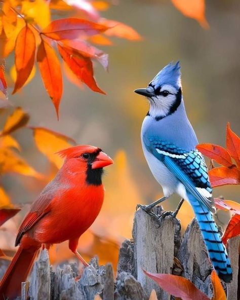 Blue Jay And Cardinal, Ancient Fish, Birds Photography Nature, Autumn Tattoo, Blue Jay Bird, Unknown Facts, Animals Friendship, Rock Painting Ideas Easy, Kinds Of Birds