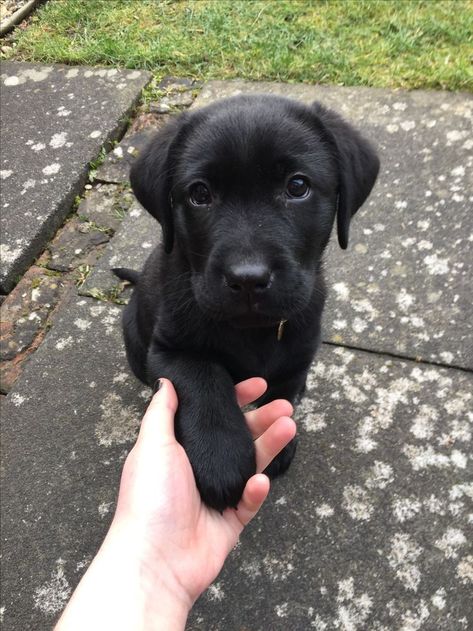 Black Puppies, Black Labrador Puppy, Black Dogs, Really Cute Puppies, Black Lab Puppies, Really Cute Dogs, Cute Little Puppies, Lab Puppies