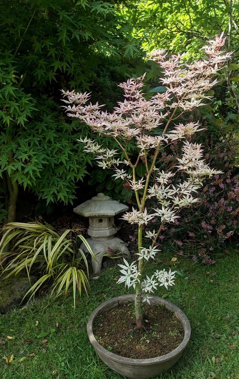 Potted Trees Patio, Japanese Maples, Garden Inspo, Japanese Maple Tree, Patio Garden Design, Acer Palmatum, Potted Trees, Japanese Maple, Maple Tree