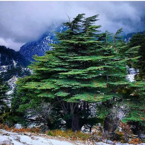 Lebanon Cedar, Orchard Tree, Cedar Trees, Beirut, Stand Tall, Lebanon, Beaded Flowers, Beautiful Destinations, The Wind