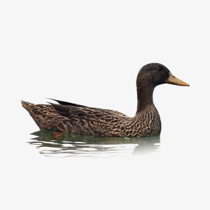 Duck Images, Dayananda Saraswati, Water Clipart, Water Png, Duck In Water, Duck Clipart, Duck Swimming, 3ds Max Design, Water Deer