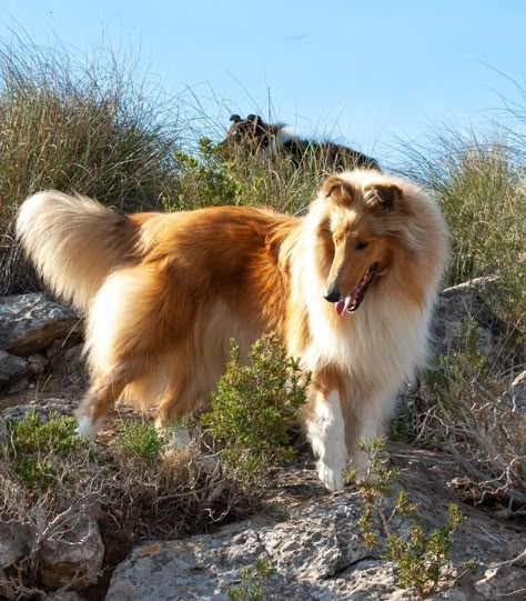 Rough Collie Aesthetic, Scotch Collie, Rough Collies, Sheltie Dogs, Cute Dog Photos, Rough Collie, Puppies And Kitties, Pretty Dogs, Collie Dog