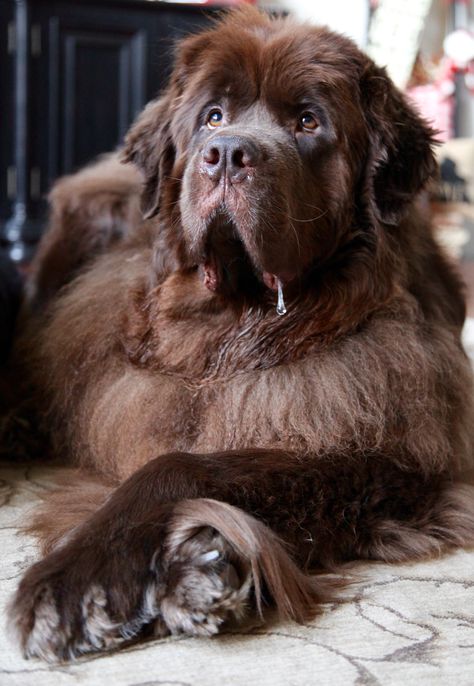 Sam the Man! <3 Newfoundland Dog Puppy, Brown Newfoundland, Grey Newfoundland Dog, Newfoundland Mix Dog, Black Newfoundland Dog, Brown Newfoundland Dog, Dog Brown, Newfoundland Dog Brown, Newfoundland Dogs