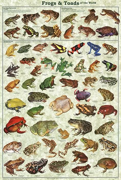 Frogs & Toads of the World Educational Poster 24 x 36in Goblin Core, Nature Posters, Picture Collage Wall, Scientific Illustration, Frog And Toad, Animal Posters, Vintage Poster Art, Education Poster, Science Classroom