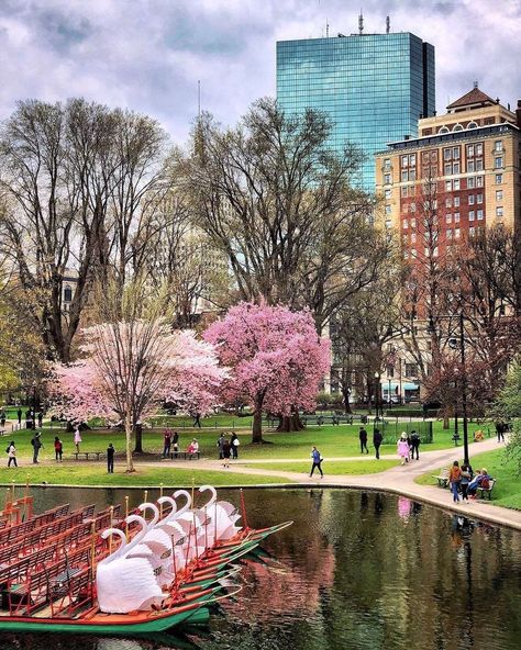 Swan Boats, Boston Garden, Boston Public Garden, Boston Travel, Visiting Nyc, Garden Park, Public Park, Public Garden, Emerald City