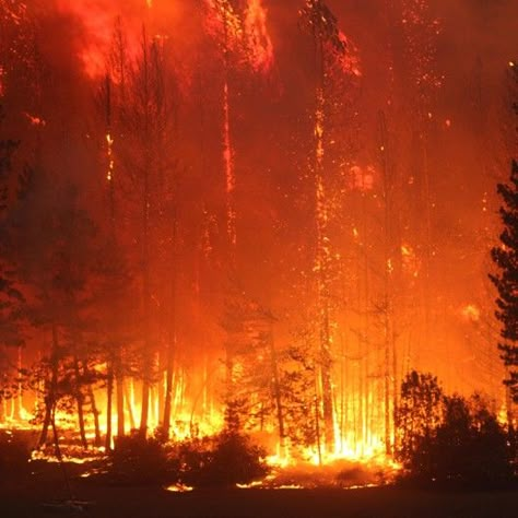 Heavy forest fuels burn at night on Ruth Lake CA | 2020 AUGUST COMPLEX Burning Forest Aesthetic, Forest Fire Background, Forest Fire Aesthetic, Fire In Forest, Burned Forest, Fire In The Forest, Burnt Forest, Nuclear Art, Burning Forest