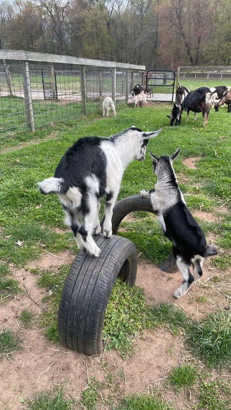 Goat Habitat Ideas, Goats Enclosure, Sheep Pen Ideas, Baby Goats Aesthetic, Goat Enrichment Ideas, Goat Enclosure, Diy Goat Toys, Goat Pasture, Goat Pen Ideas