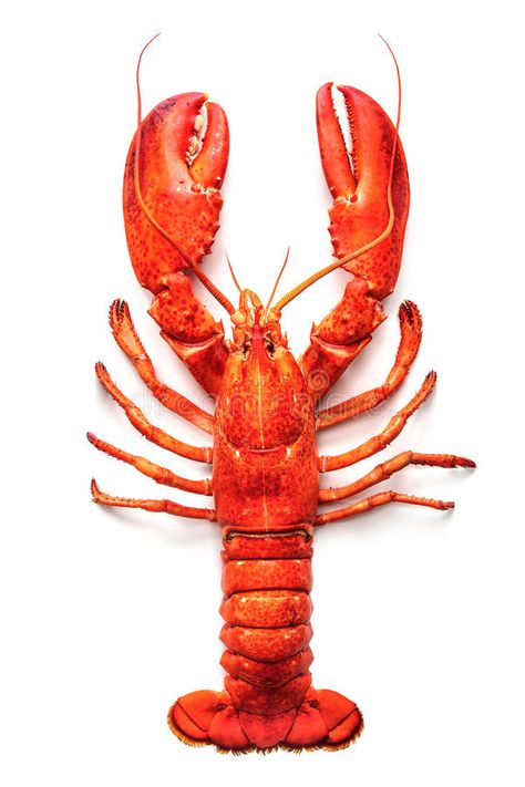 Lobster isolated on a white background. Cooked lobster isolated on a white backg , #Ad, #white, #isolated, #Lobster, #lobster, #Cooked #ad Fish Tank Themes, Lobster Art, How To Cook Lobster, Aquascape Aquarium, Object Drawing, Crustaceans, Ocean Creatures, Beach Scenes, Sea Animals