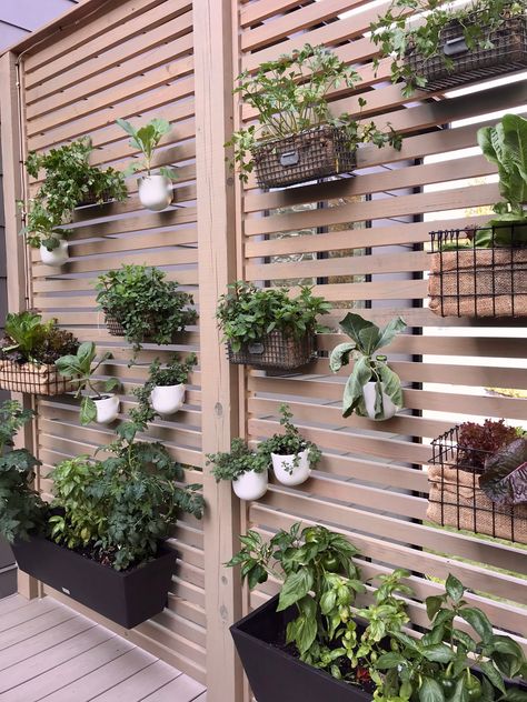 Apartment Patio Privacy Ideas Wall, Terrace Privacy Screen, Patio Greenery Wall, Garden Wall Ideas Decorative, Plant Wall Outside, Plant Wall Patio, Plant Privacy Wall, Garden Divider Ideas, Patio Plant Wall