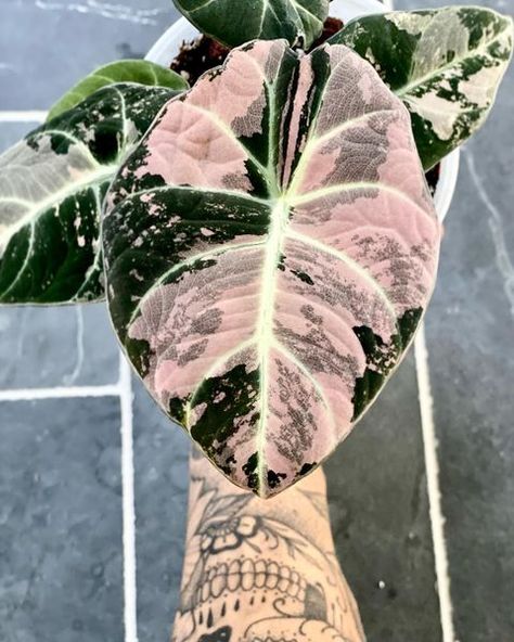 All Posts • Instagram Variegated Alocasia, Alocasia Black Velvet, Dream Plants, Velvet Pink, Inside Plants, Pink Plant, Variegated Plants, Plant Aesthetic, Room With Plants