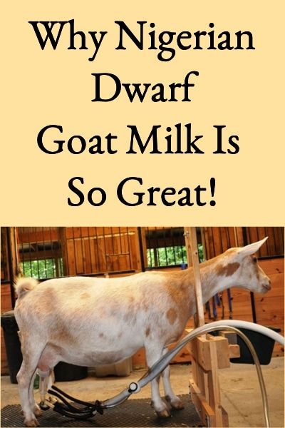 What To Do With Goat Milk, Goat Milk Uses, Goat Types, Goat Milk Butter, Goats For Milk, Goat Pens, Goat Butter, Goat Milking Stand, Homestead Livestock