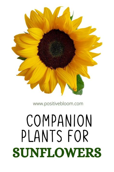 Check out this article and find out what are the best companion plants for sunflowers, but also what plants you should avoid growing with sunflowers. Best Companion Plants, Companion Plants, Flower Pots Outdoor, Outdoor Flowers, Companion Planting, Flowers Bouquet, Flower Pots, Sunflower, Plants