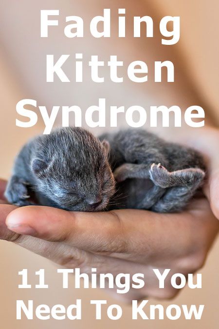 How To Care For Newborn Kittens, Breeding Cattery Design, Diy Kitten Formula, Orphaned Kitten Care, Kitten Enclosure Indoor, Pregnant Cat Care, Neonatal Kitten Care, Newborn Kitten Care Tips, Kitten Nursery Ideas