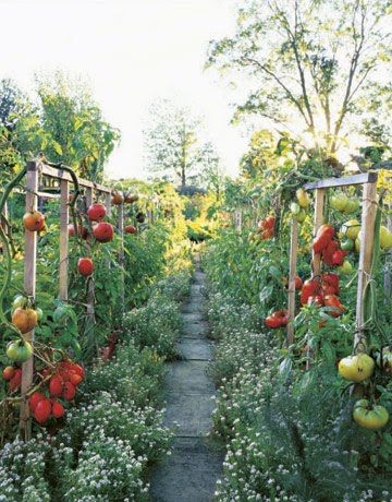 Potager Garden, Gardening Trends, Garden Veggies, Veg Garden, Tomato Garden, The Secret Garden, Garden Pictures, Garden Tours, Veggie Garden