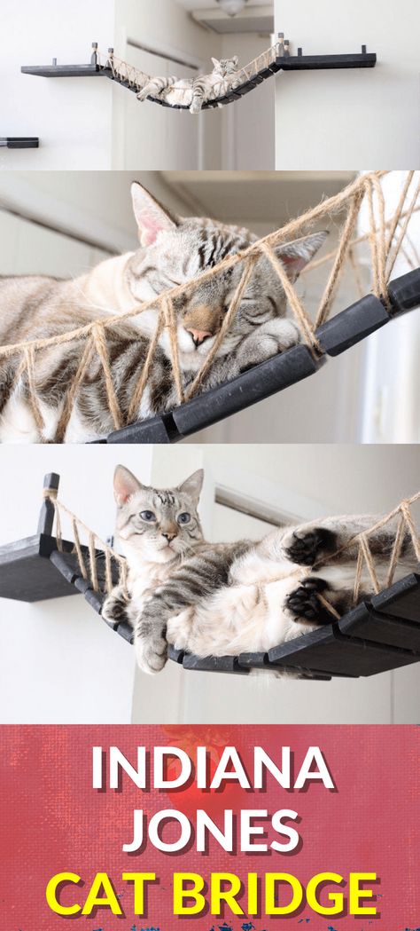 Indiana Jones Style, Cat Bridge, Rope Bridge, Cat Needs, The Doom, Older Cats, Wild Adventures, Diy Cat, Diy Hanging