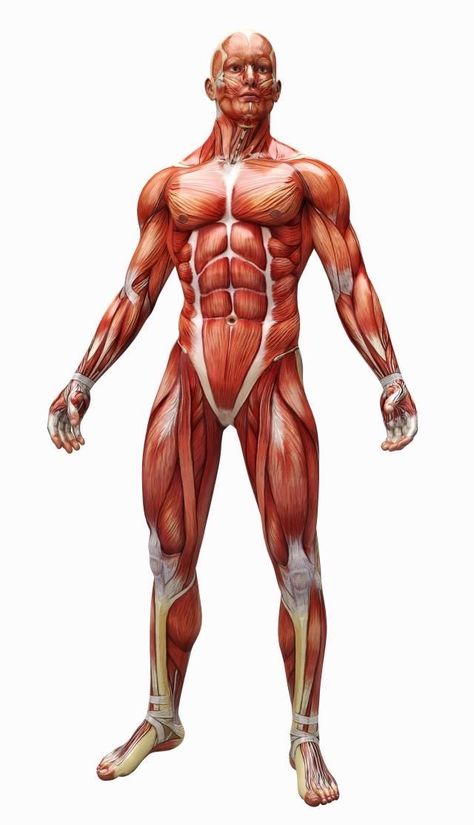 Body Muscle Anatomy, Human Muscle Anatomy, Human Anatomy Reference, Basic Anatomy And Physiology, Man Anatomy, Anatomy Sculpture, Anatomy Models, Kettlebell Training, Muscle Anatomy