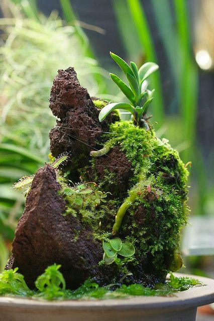 Orchid Terrarium, Build A Terrarium, Bonsai Nursery, Rock Plants, Beautiful Terrariums, Moss Garden, Garden Terrarium, Fairy Garden Houses, Lava Rock