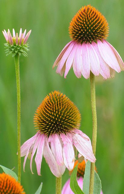 Coneflower Photography, Coneflower Drawing, Purple Cone Flower, Common Flowers, Purple Coneflower, Endangered Plants, Cone Flowers, Strange Flowers, Woodland Flowers