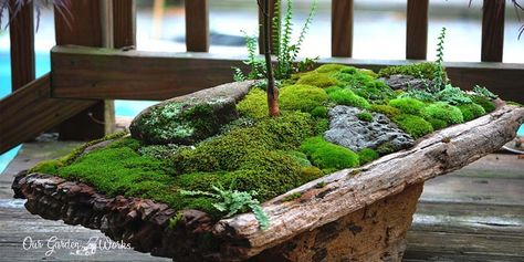 In this post, we will discuss the best ideas on how you can use moss to add life and decorate your space. Who knows it might be the niche in gardening that you’ll love. Moss Growing, Dish Garden, Moss Garden, Garden Terrarium, Indoor Gardens, Vivarium, Garden Designs, Small Garden Design, Miniature Garden