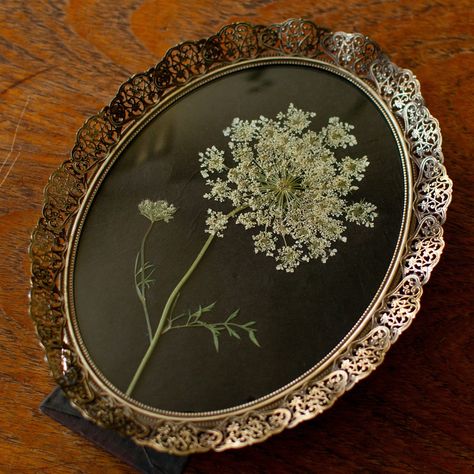 Oh beautiful vintage treasures, full of character and charm, you have my heart. 🤍 #vintagestyle #vintageinteriors #vintagedecor Queen Anne's Lace Flowers, Filigree Frame, Flower Artists, Wildlife Gardening, Queen Annes Lace, Pressed Flower Art, Flower Artwork, Vintage Interiors, Nature Garden