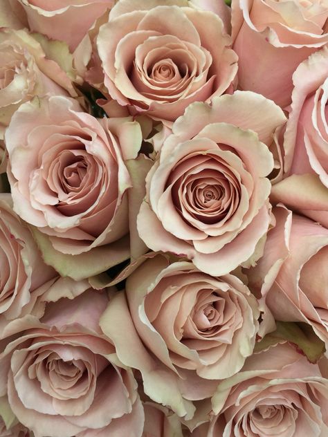 Quicksand Roses                                                                                                                                                                                 More Pale Dogwood, Photo Rose, Bridal Roses, Silk Florals, Rose Vase, Blush Flowers, Diy Wedding Flowers, Wholesale Flowers, Love Rose