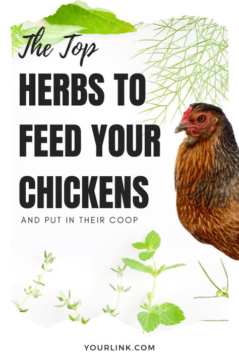 Oregano Oil For Chickens, Oregano For Chickens, Nesting Box Herbs For Chickens, Herbs For Chicken Feed, Herbs Chickens Can Eat, Growing Greens For Chickens, Growing Food For Chickens, Spices To Feed Chickens, Spices For Chickens To Eat