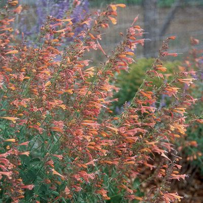 Texas hummingbird mint - FineGardening Southern Landscaping, Hummingbird Mint, High Country Gardens, Hummingbird Plants, Gardening Zones, Country Gardens, Backyard Vegetable Gardens, Plant Guide, Fine Gardening