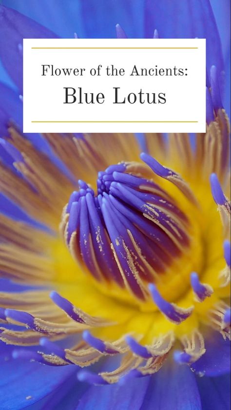 Negative Effects Of Alcohol, Dream Journaling, Sacred Flower, The Continents, Blue Lotus Flower, Reiki Meditation, Natural Healing Remedies, Blue Milk, Spiritual Symbols