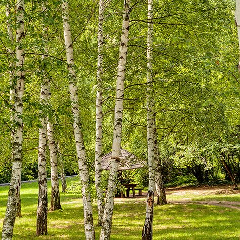 European White Birch, Weeping Birch, Silver Birch Tree, Green Traffic Light, Betula Pendula, Architectural Plants, Insect Species, White Birch Trees, Planting Calendar