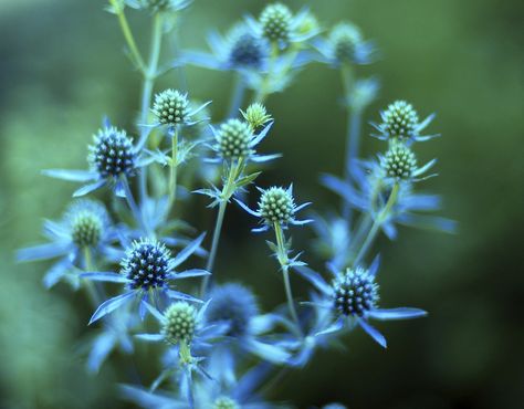 Eryngium (Blue hobbit, Sea holly) Sea Thistle, Flowers Name List, Botanical Studies, Thistle Plant, Holly Flower, Holly Plant, Blue Thistle, Blue Things, Sea Holly