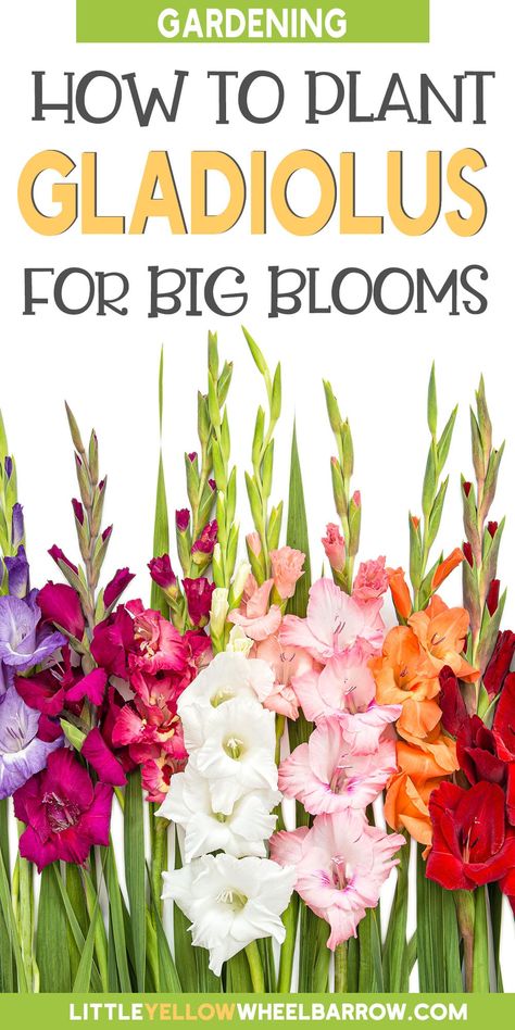 Gladiolus Bulbs How To Plant, When To Dig Up Gladiolus Bulbs, How To Store Gladiola Bulbs, When To Plant Gladiolus Bulbs, Growing Gladiolus Bulbs, Gladiolus Garden Design, How To Plant Gladiolus Bulbs, Planting Gladiolus Bulbs, Gladiolus Flower Garden Ideas