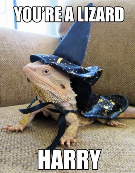 Bearded Dragon Cute, Cute Reptiles, Legolas, Bearded Dragon, Harry Potter Funny, Funny Animal Memes, Animal Jokes, Funny Animal Pictures, Super Funny