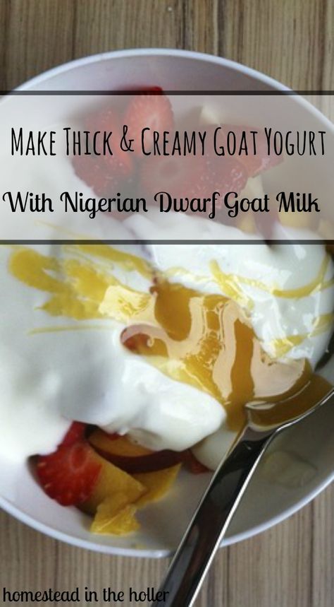 Goat's milk yogurt - Homestead In The Holler Goat Products, Goat Milk Yogurt, Goat Milk Recipes, Homestead Recipes, Goat Recipes, Wholesome Living, Modern Homesteading, Yogurt Recipe, Raising Goats