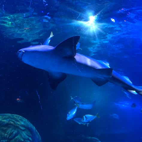 Shark Icon Aesthetic, Aquarium Widget, Ocean Aesthetic Icon, Deep Sea Aesthetic, Sharks Aesthetic, Shark Widget, Shark Aesthetics, Sea Core Aesthetic, Aesthetic Shark