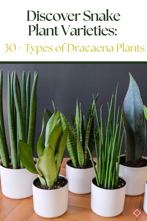 Discover the diverse world of Snake Plants with 30+ unique varieties! 🌱 From compact options to tall, elegant types, these Dracaena plants are perfect for any room. Learn about their care requirements and find the best fit for your home!