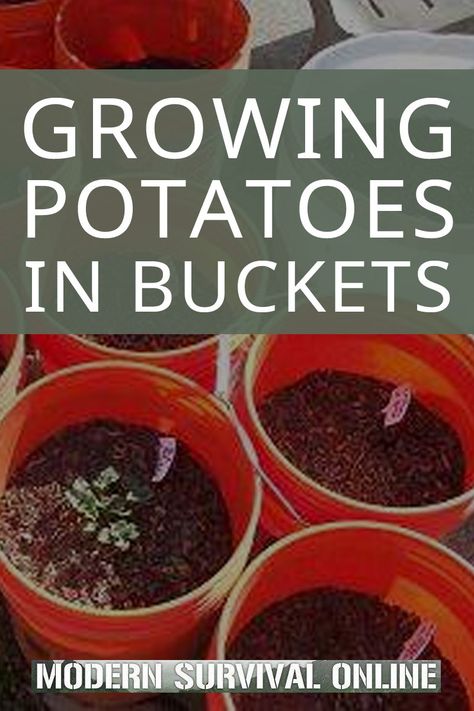 Grow Potatoes In Container, Harvesting Potatoes, Container Potatoes, Potato Gardening, Grow Potatoes, Growing Vegetables In Pots, Growing Sweet Potatoes, Planting Potatoes, How To Store Potatoes