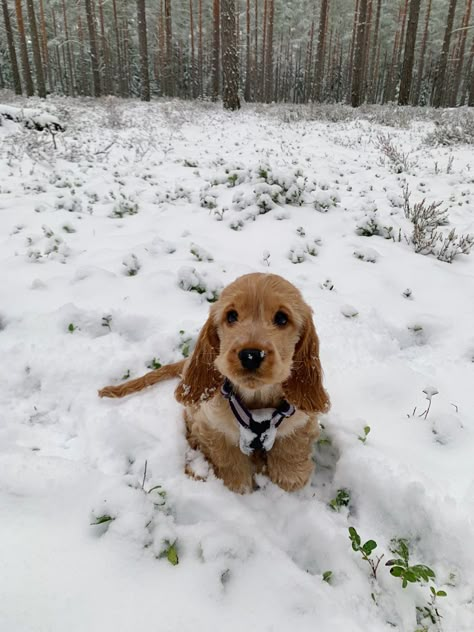 Winter Dogs Aesthetic, Cloud 9 Aesthetic, Puppy In Snow, Dogs In Snow, Cocker Spaniel Christmas, Dog In Snow, 9 Aesthetic, Christmas Diy Decor, Puppy Dog Pictures