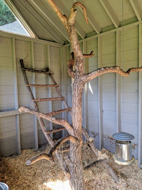 Peacock Coop Ideas, Peacock Enclosure Ideas, Peafowl Enclosure, Peafowl Coop, Chicken Coop Perch, Peacock Coop, Chicken Village, Chicken Perches, Bedford New York