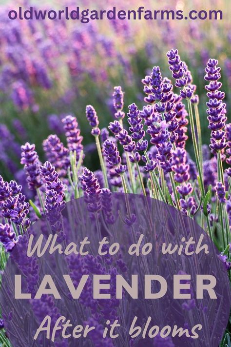 A photo of lavender in a field that is in full bloom. Photo from Canva Lavender Cuttings How To Grow, What To Do With Lavender Flowers, What To Do With Fresh Lavender, What To Do With Lavender Plant, How To Care For Lavender Plants, What To Do With Lavender Clippings, What To Do With Lavender, When To Plant Lavender Outside, Transplanting Lavender Plants