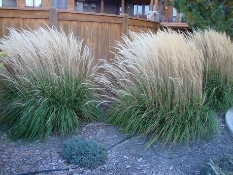 Yard Privacy Screen, Side Yard Privacy, Backyard Wall Ideas, Texas Home Exterior, Lake House Landscape, Indoor Outdoor Flow, Beach House Landscaping, Grass Landscaping, Feather Reed Grass