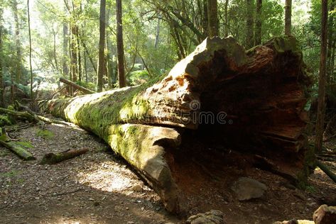 Fallen Tree Trunk. A large, hollow, fallen tree trunk in the fern forests of Mou , #spon, #fallen, #hollow, #trunk, #tree, #Tree #ad Fall Trees Photography, Forest Giant, Fern Forest, Tree Logs, Hollow Tree, Bluff City, Fallen Tree, Tasmania Australia, Woodland Friends