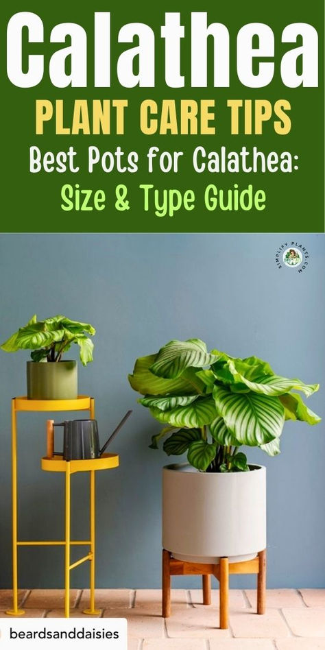 Discover the best pots for your Calathea plants! Learn about ideal pot 
sizes, materials, and types to promote healthy growth and vibrant foliage. 
Explore options like ceramic, plastic, and terracotta pots, and find tips 
on drainage and repotting. Ensure your Calathea thrives with the right 
potting choices! Types Of Calathea Plant, Calathea Setosa Care, Calathea Rattlesnake Plant Care, Calathea Rattlesnake Plant, Calathea Insignis, Water Issues, Calathea Plant, Self Watering Pots, Plant Aesthetic