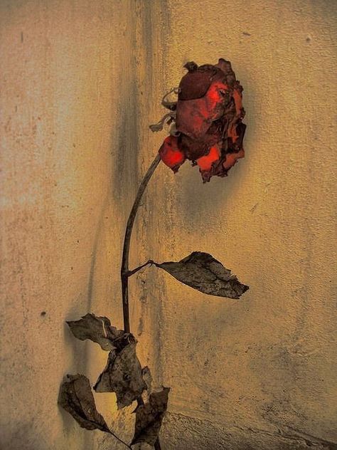 Ahmed Faraz, Wilted Rose, Angel Of God, Drying Roses, Still Life 2, Beautiful Flowers Images, Islam Women, Edgy Wallpaper, World Peace